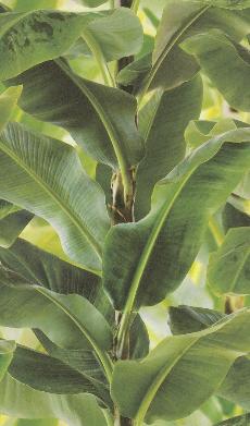 Фото Rasch African Queen 2 473407