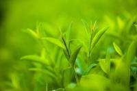 Чайные листья