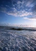 Чайки над волнами