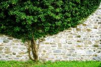 Дерево возле стены