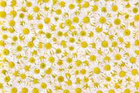 Букет ромашек