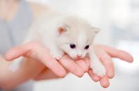 Белый котенок