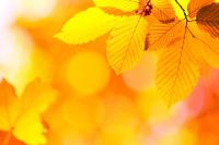 Осенние листья