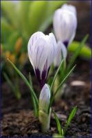 Подснежники