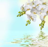 Белые цветы над водой