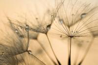 Одуванчики в росе