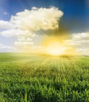 Солнце над травой