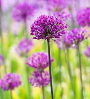 Цветы полевые