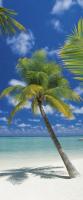 Komar 2-1883 (Пальмы и море)