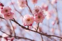 Красивые цветы на дереве