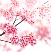 Цветущее дерево