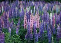 Поле сиреневых цветов