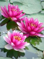 Розовые лотосы
