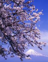 Цветущее дерево