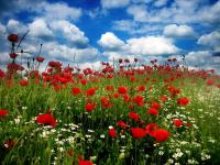 Маки и облака
