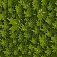 Зеленые листья