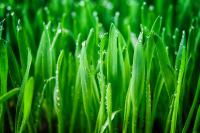 Зелень и роса