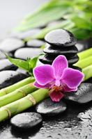 Цветок орхидеи и камушки
