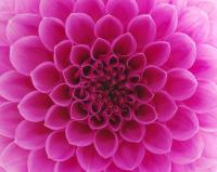 Розовая георгина