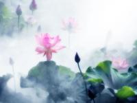 Кувшинки в тумане