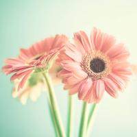 Букет розовых гербер