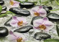 Komar 4-318 (Wellness)