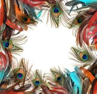 Перья павлина