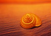 Оранжевая ракушка на песке