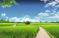 Зеленый луг