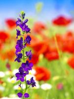 Фиолетовый цветок в маковом поле