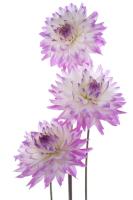 Сиреневые цветы