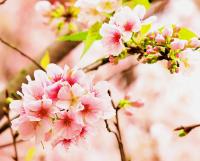 Цветущие ветви