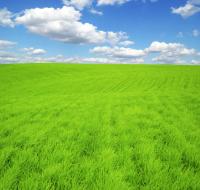 Летнее поле