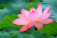 Розовая водяная лилия