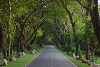 Тенистая аллея