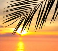 Пальма на фоне заката