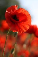 Полевые маки