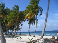 Пальмы на берегу моря