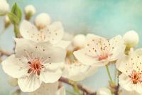 Распустившиеся цветы