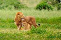 Молодой лев