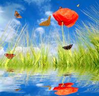 Бабочки и мак