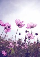 Розовые цветы на фоне неба