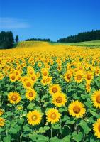 Дорога из подсолнухов