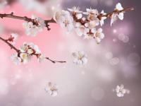 Цветущее дерево