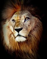 Старый  лев