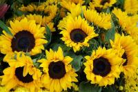 Букет подсолнухов