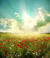 Маки и облака