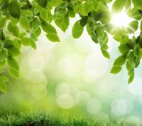 Зеленый фон