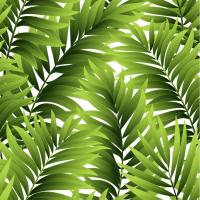 Листья папоротника