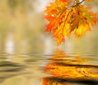 Отражение листьев